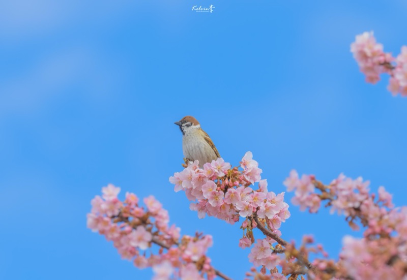 kelvin李の写真作品 180