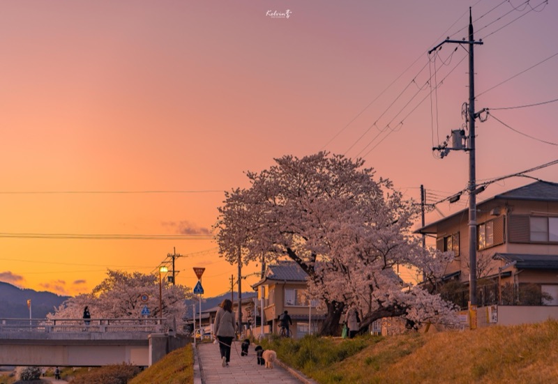 kelvin李の写真作品 032