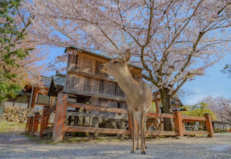 kelvin李の写真作品 038